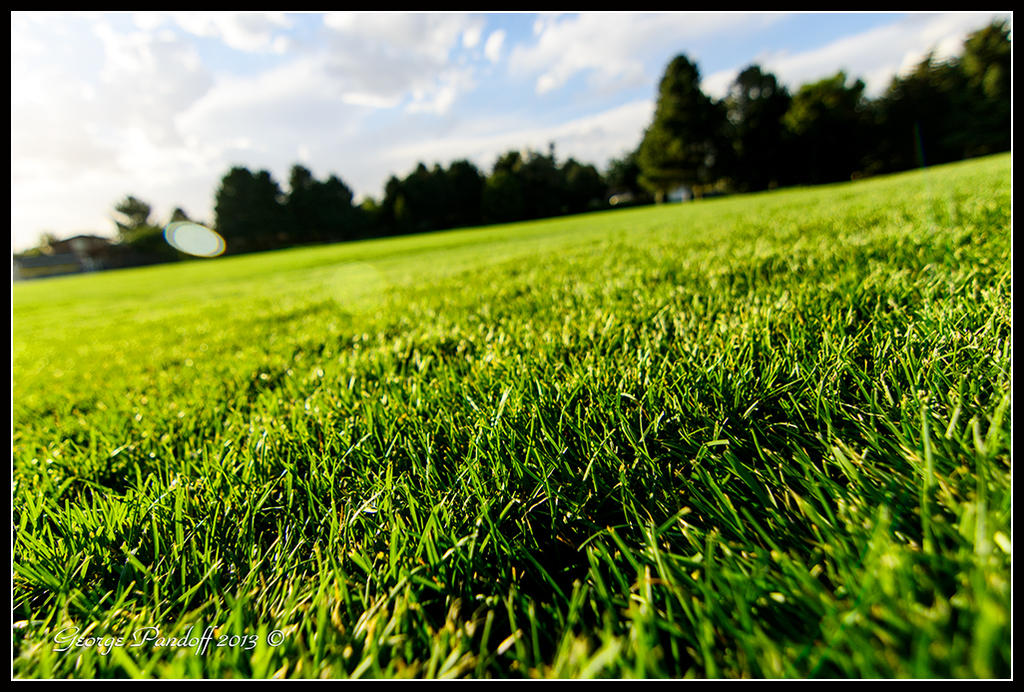 Day260Grass.jpg