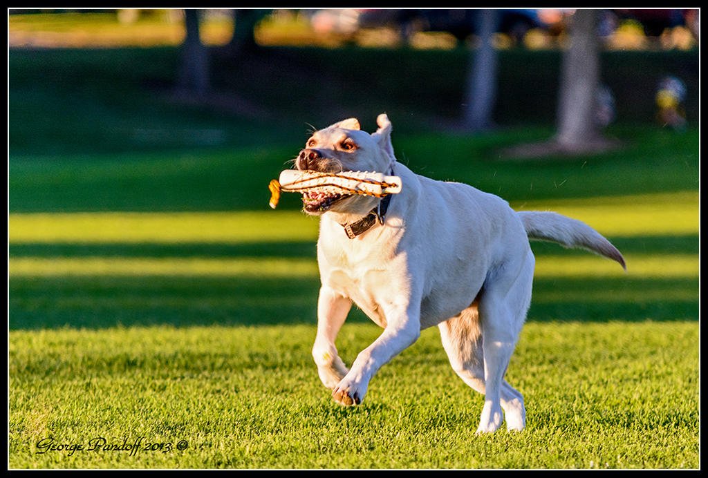 Day262Dog.jpg
