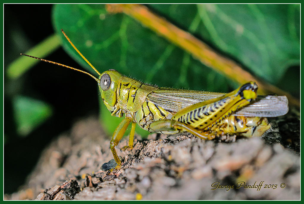 Day264Cricket.jpg