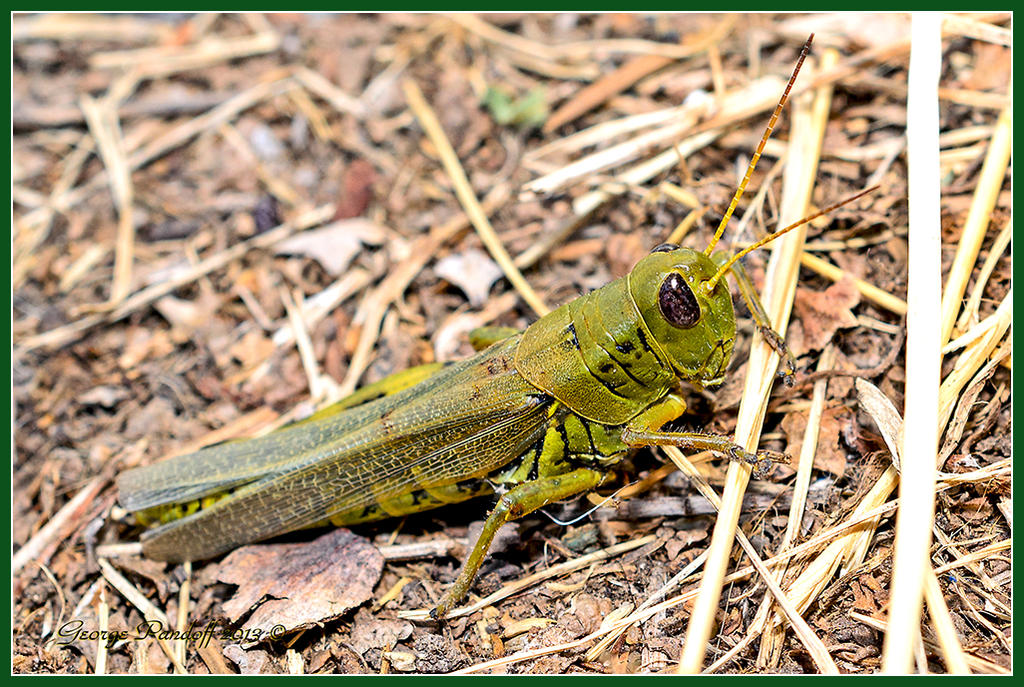 Day264Cricket3.jpg