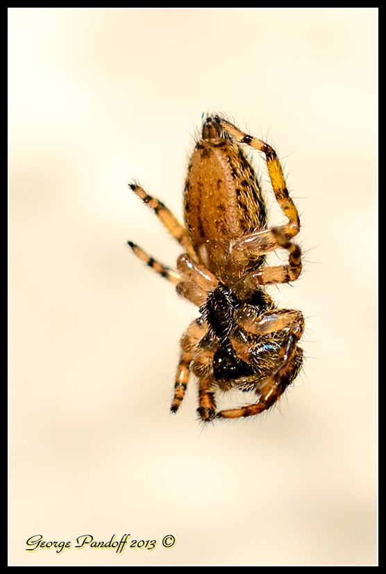 Day264JumpingSpider3.jpg
