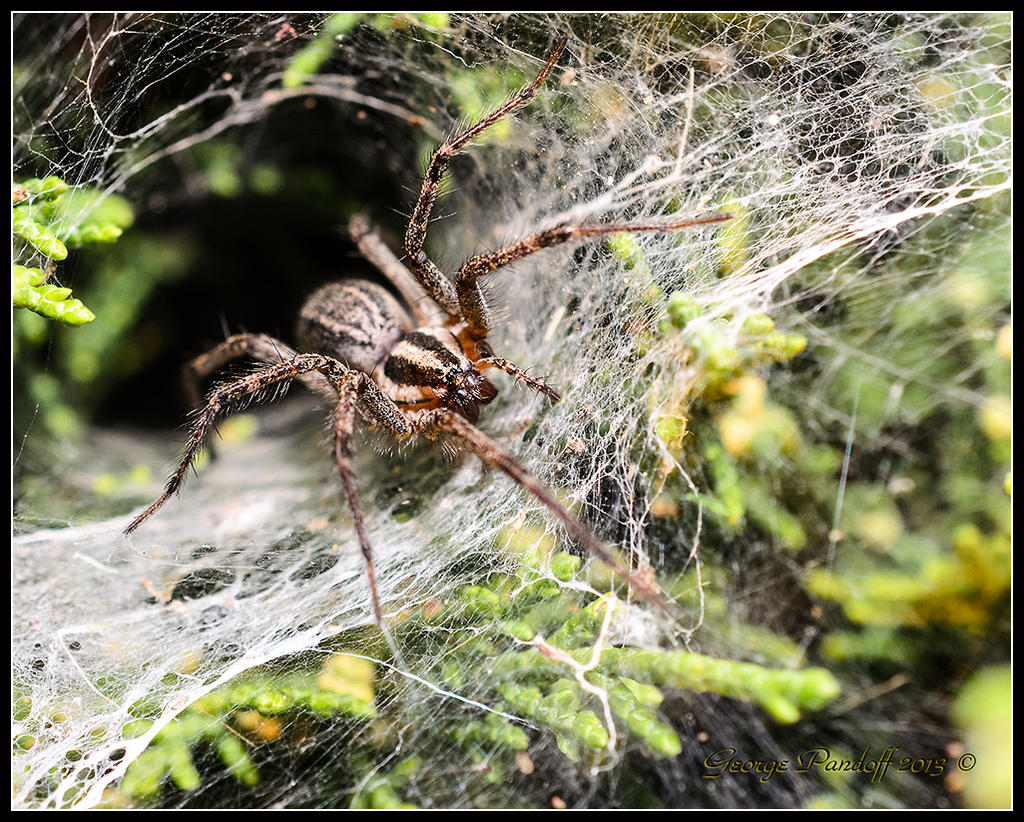 Day264Spider.jpg