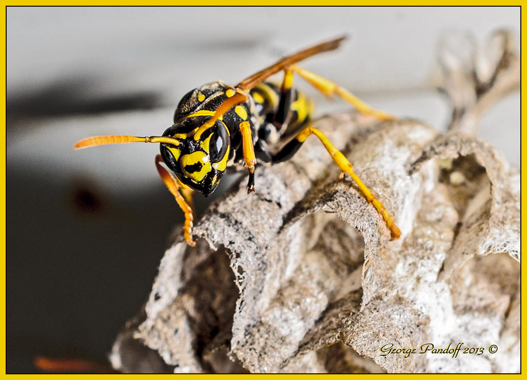 Day264Wasp.jpg
