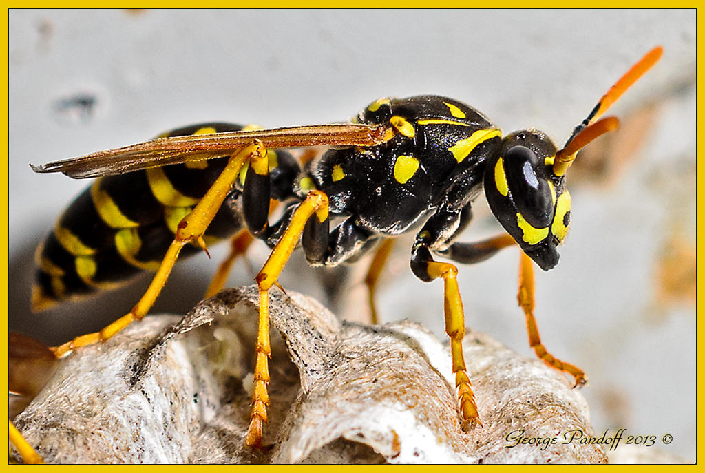 Day264Wasp2.jpg