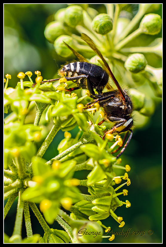 Day265BlackWhiteWasp2.jpg