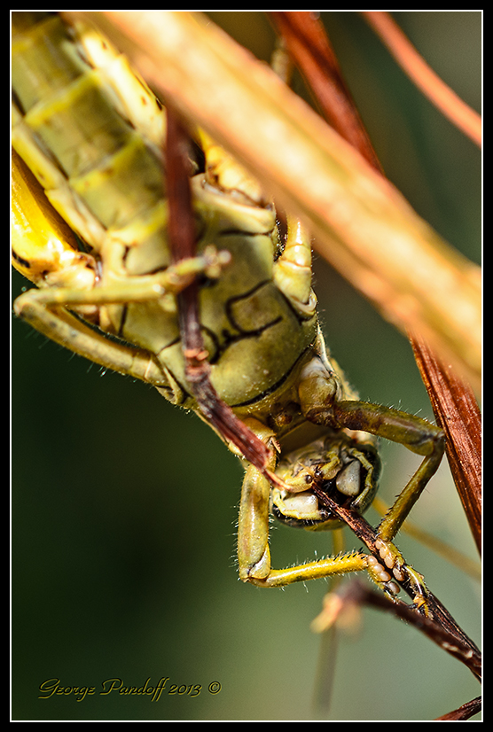 Day265GrasshopperEating.jpg