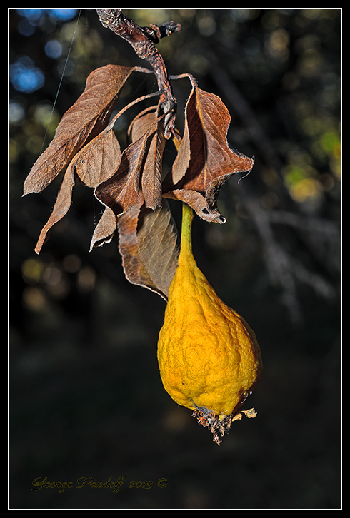 Day266Pear.jpg