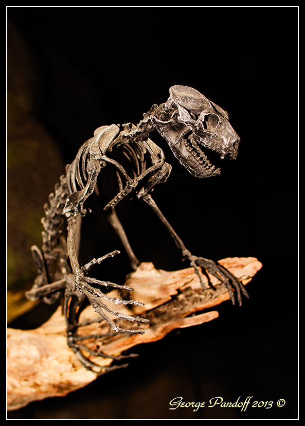 Day269Bones.jpg