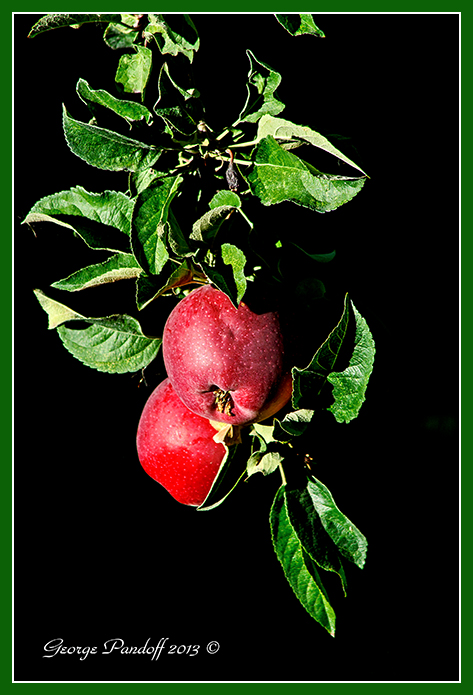 Day271ApplesGreen.jpg