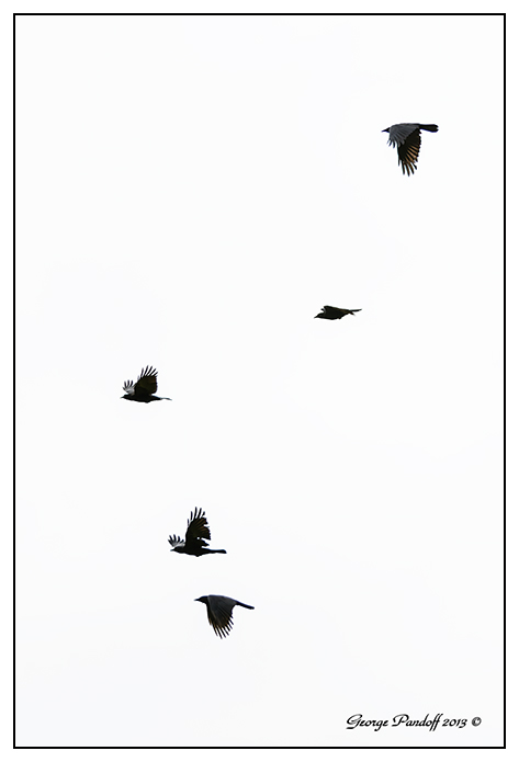Day272Crows.jpg