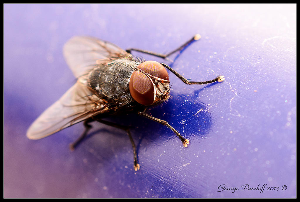 Day272Fly.jpg