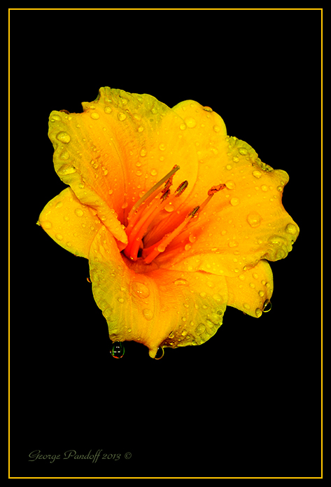 Day275YellowFlower.jpg