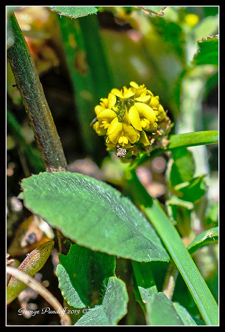 Day279Flower.jpg