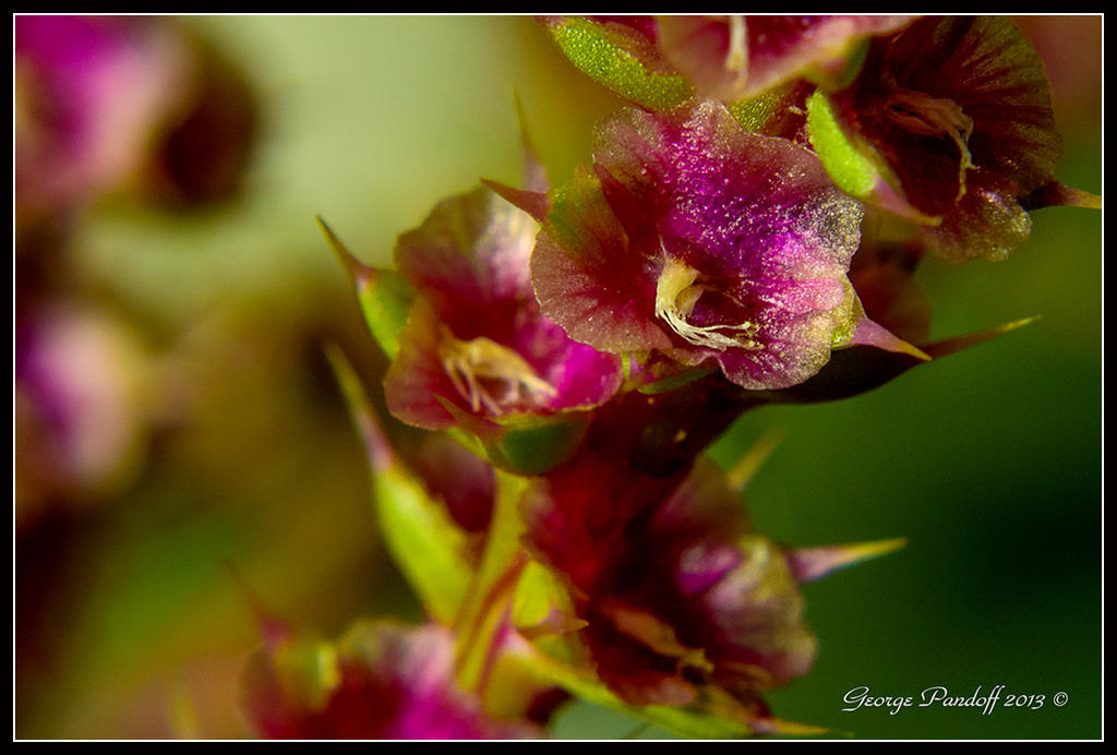 Day282PainfulBeautyMacro.jpg