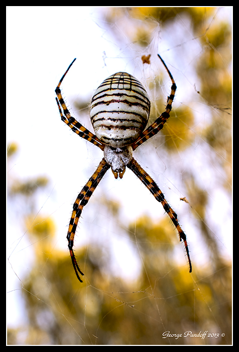Day285SpiderBandedArgiopeTop.jpg