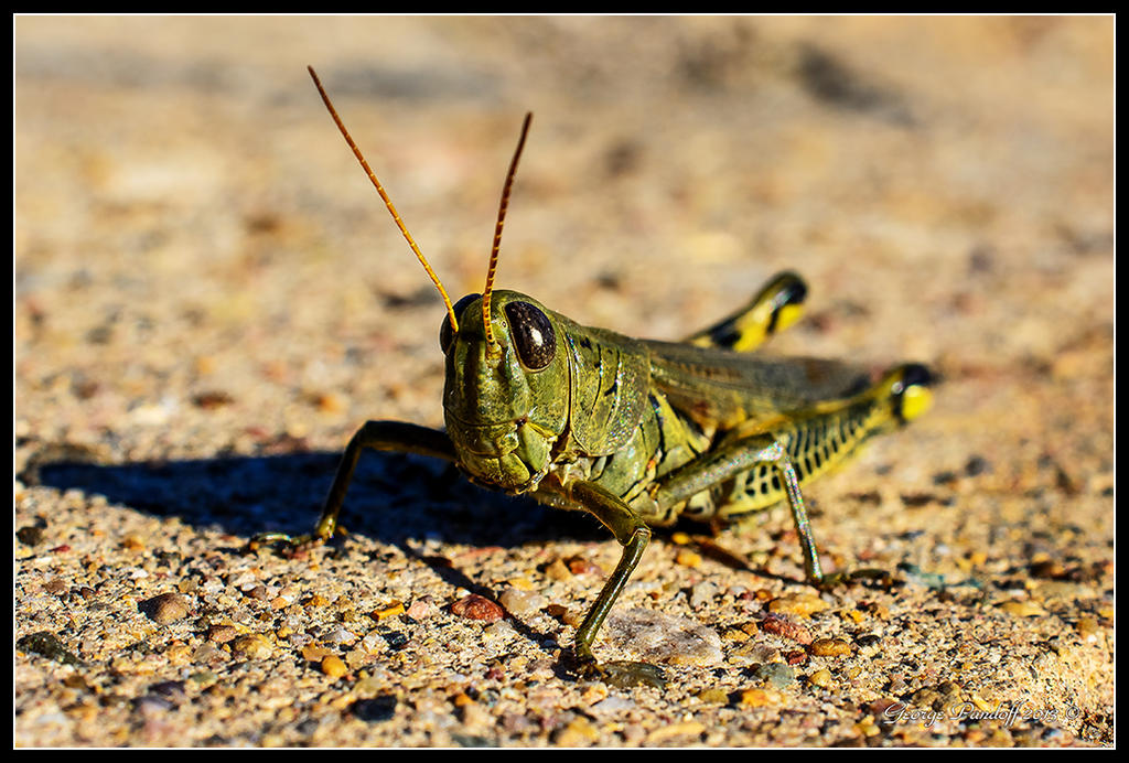 Day290Grasshopper1.jpg