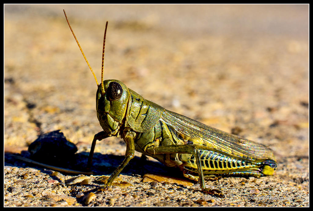 Day290Grasshopper2.jpg