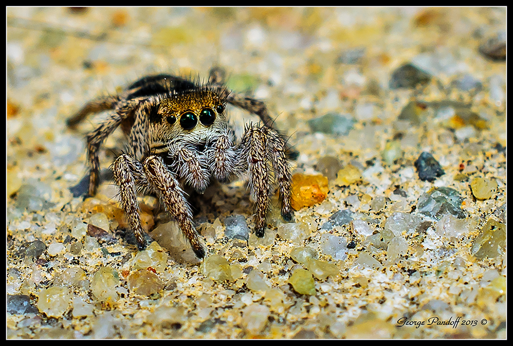 Day290Spider.jpg