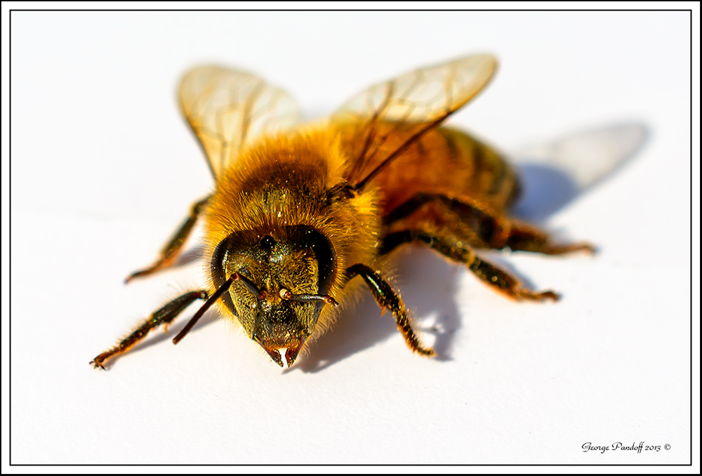 Day293Bee.jpg