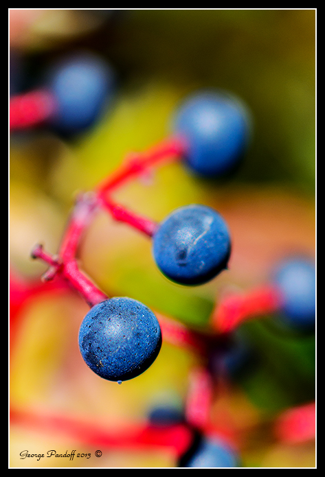 Day294Berry.jpg