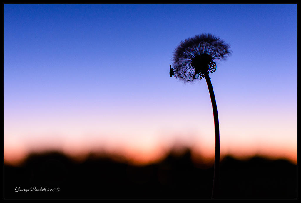 Day296Dandilion.jpg