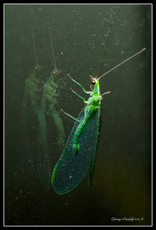 Day299GreenBug.jpg
