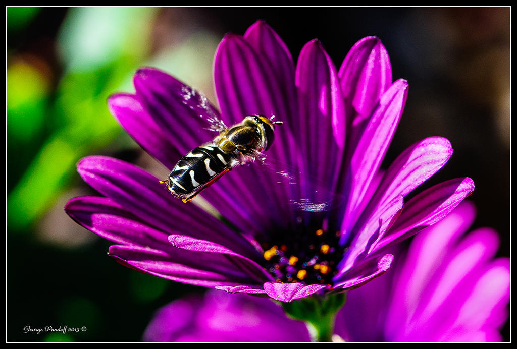 Day307Bee.jpg