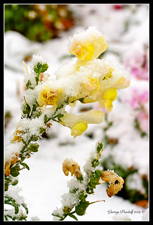 Day308Flowers3.jpg