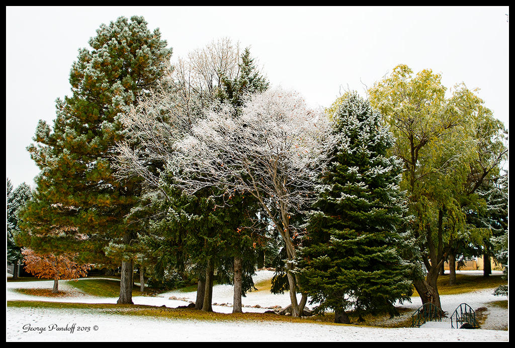 Day308Trees.jpg