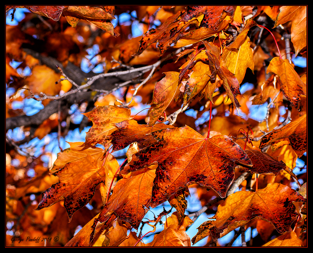 Day312Leaves2.jpg