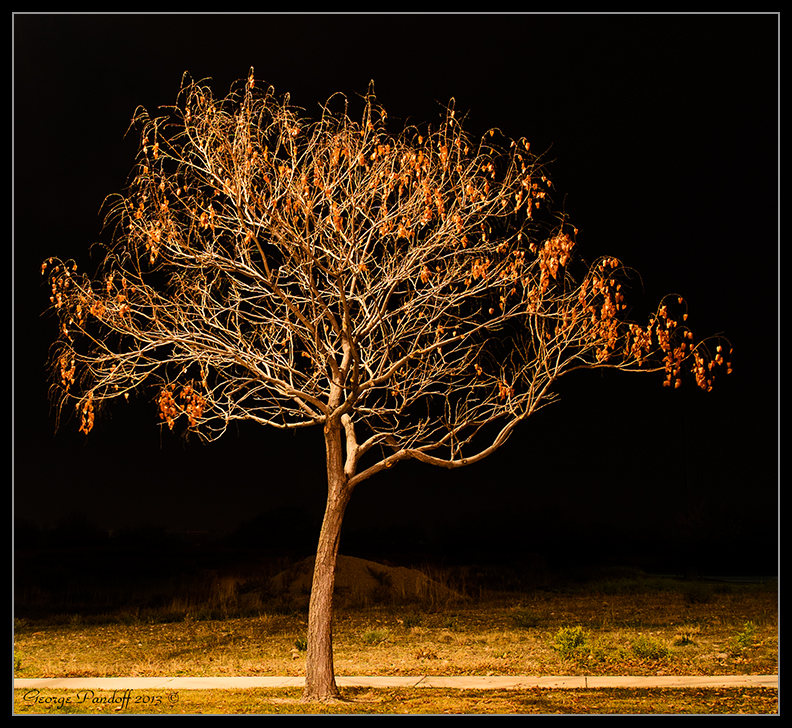 Day318Tree.jpg