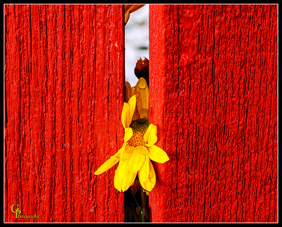 Day321Flower.jpg