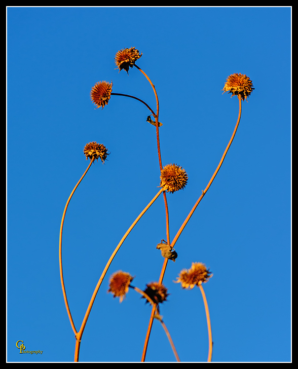 Day334Weeds.jpg