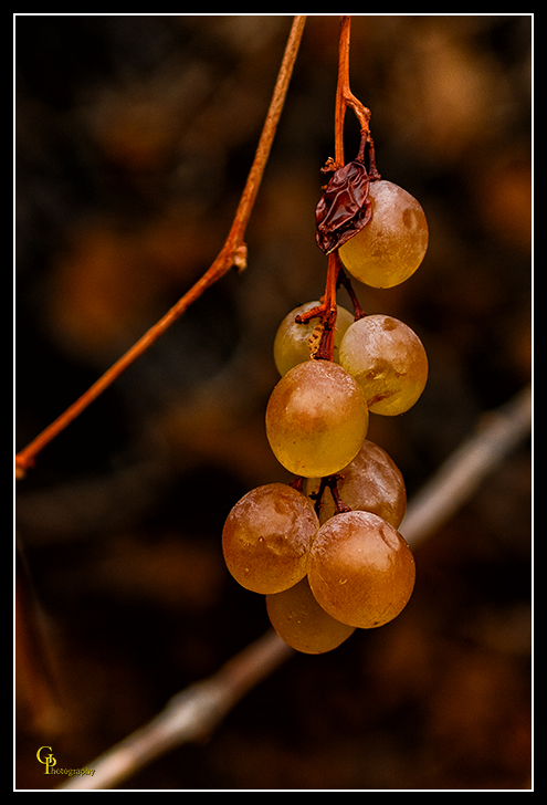 Day337FallGrapes.jpg