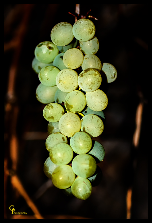 Day338FallGrapes.jpg