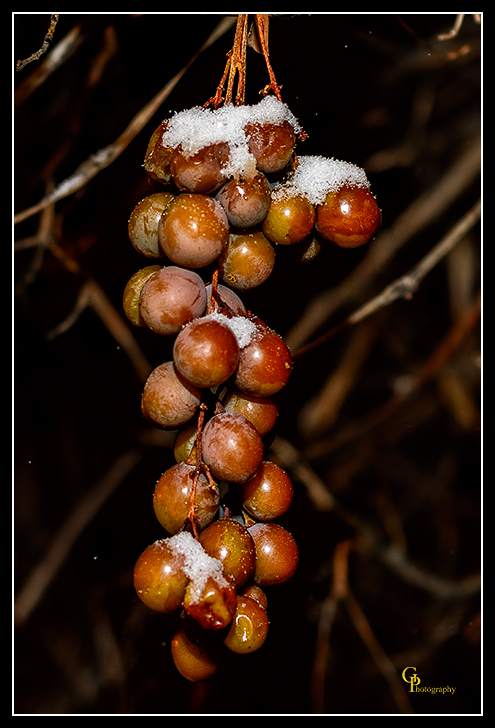 Day340SnowGrapes.jpg