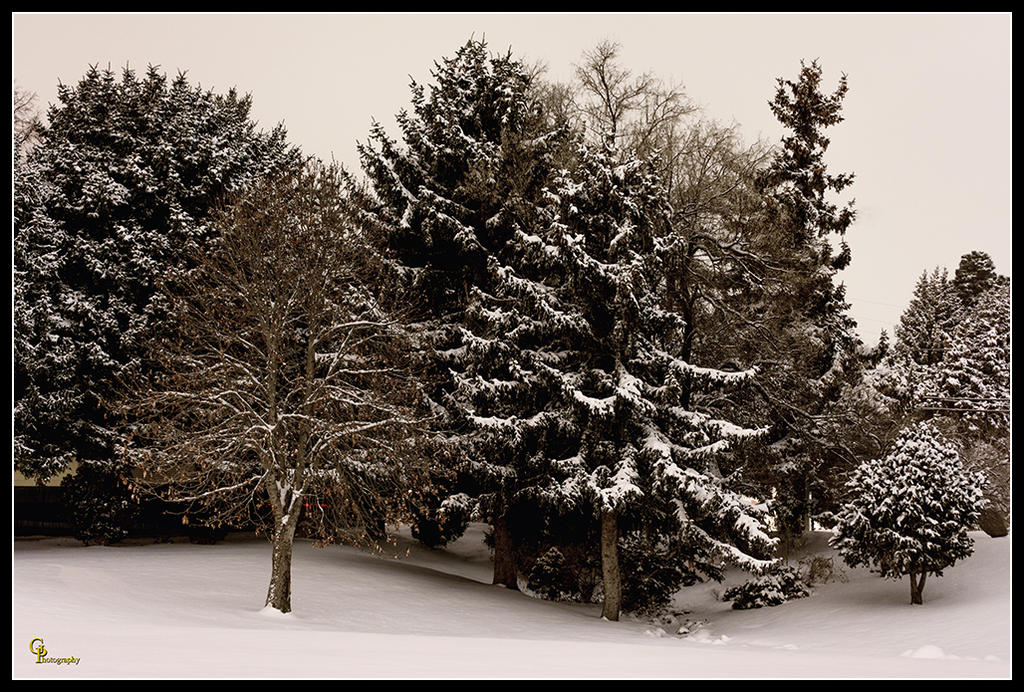 Day343Winter.jpg