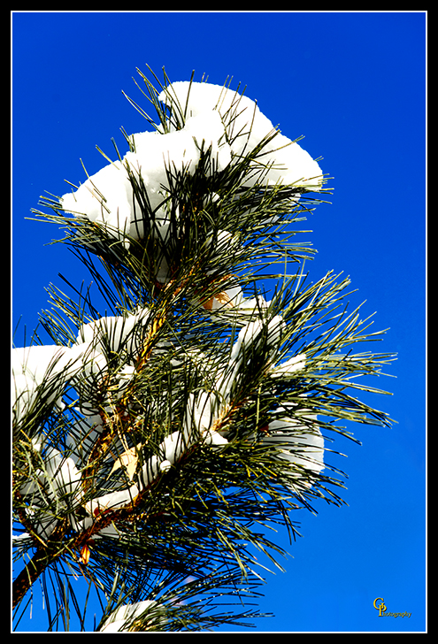 Day344Winter.jpg