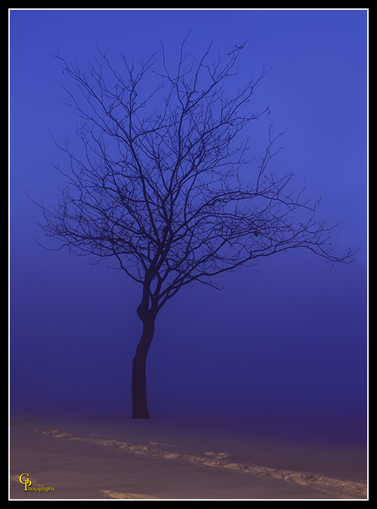 Day351Fog.jpg