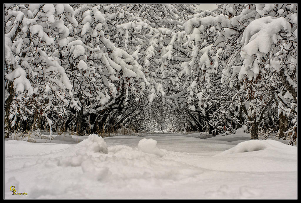 Day357Orchard.jpg