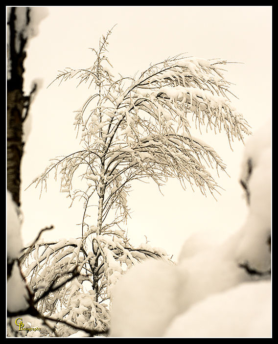 Day357Orchard2.jpg