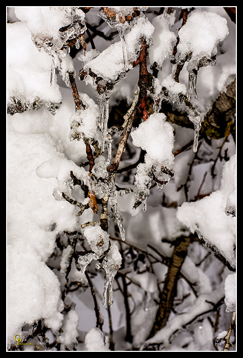 Day357Orchard3.jpg