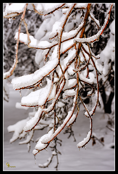 Day357Orchard4.jpg