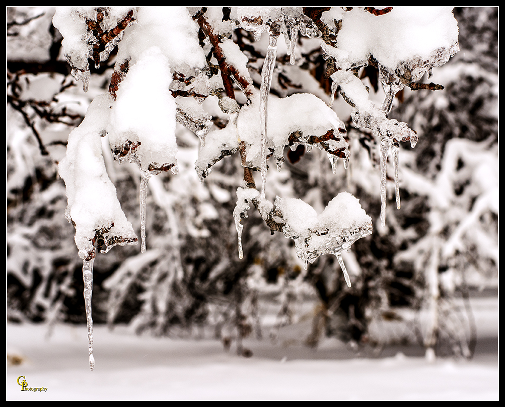 Day357Orchard5.jpg