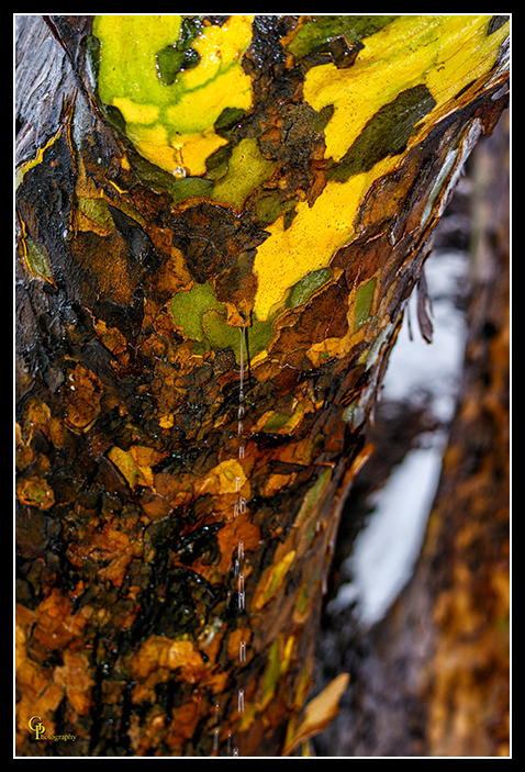 Day358Tree.jpg