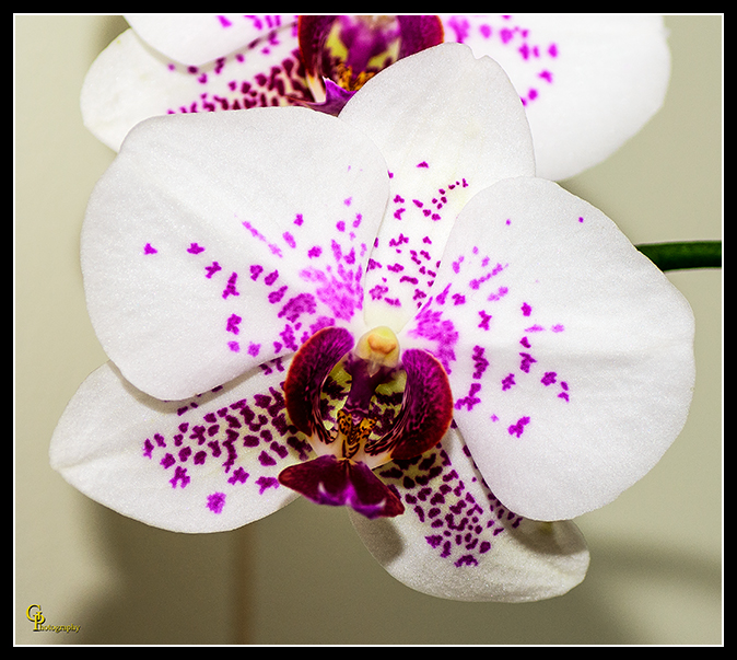 Day361Flower.jpg