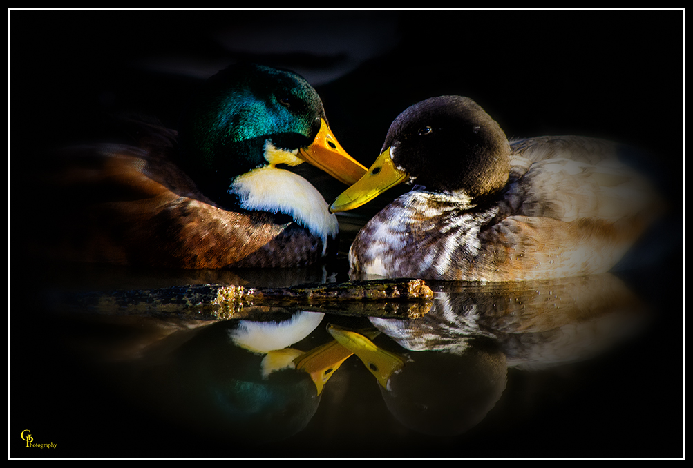 Day364Duck.jpg