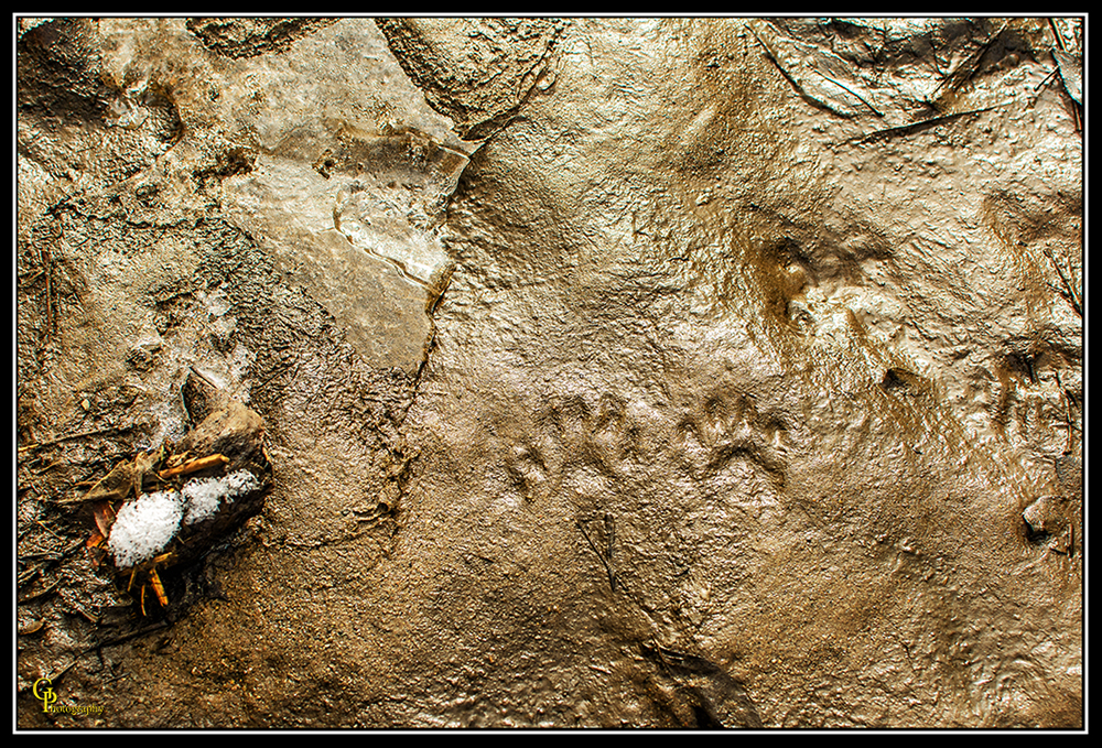 Day36Footprints.jpg