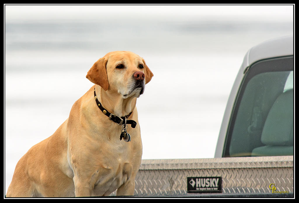 Day39Dog.jpg