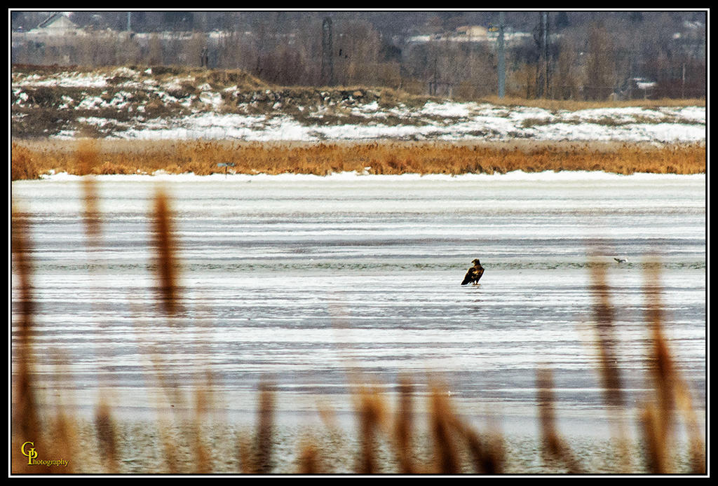 Day39Eagle.jpg